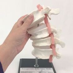 lumbar bizkarrezurra eredua